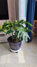 靜黛軒龜背竹客廳大盆栽老樁植物辦公室大型綠植室內(nèi)盆景凈化空氣除甲醛 精品龜背竹80-100cm（原盆栽好）送托盤 帶盆栽好 曬單實(shí)拍圖