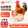 溫氏供港農養大公雞凈重3.2斤 高品質(zhì) 冷凍土雞散養走地雞炒雞 整雞 曬單實(shí)拍圖