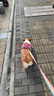 拉夫威爾ruffwear嗨輕狗狗胸背帶狗背帶中小型犬雪納瑞背帶式狗狗牽引繩 朝霞粉 S 曬單實(shí)拍圖