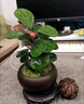 植男植女小盼菩提發(fā)財樹(shù)植物室內禪意招財樹(shù)盆景辦公室桌面綠植源頭直發(fā) 曬單實(shí)拍圖