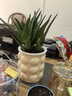 植男植女蘆薈盆栽奶油風(fēng)室內(nèi)綠植辦公發(fā)財(cái)多肉花芮好養(yǎng)耐旱源頭直發(fā) 曬單實(shí)拍圖