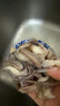 美加佳 冷凍魷魚須1斤*2袋 火鍋燒烤食材 鐵板魷魚 燒烤食材 海鮮水產(chǎn) 曬單實拍圖