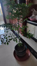 幸福樹(shù)平安樹(shù)綠植花卉小盆栽室內客廳辦公室四季常青植物凈化空氣 精品：大幸福樹(shù)獨桿40-60高 曬單實(shí)拍圖