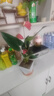 繽賢紅掌盆栽綠植花卉鴻運當頭白掌一帆風順室內好養(yǎng)活四季開花水培 特級大號紅掌1株原盆+肥料 #28 曬單實拍圖