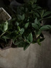 愛(ài)優(yōu)尚桂花樹(shù)苗四季桂盆栽可食用開(kāi)花香室內外陽(yáng)臺客廳圓柱盆源頭直發(fā) 曬單實(shí)拍圖
