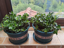 四季常青金魚(yú)花吊蘭盆栽室內綠植花卉多肉植物發(fā)財樹(shù)好養易活客廳 金魚(yú)吊蘭【整盆20-30顆】原盆土 曬單實(shí)拍圖