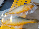 鮮喜利舟山大黃魚(yú)禮盒深海黃花魚(yú)鮮活冷凍生鮮海鮮年貨禮包新鮮水產(chǎn)商用 2條無(wú)禮盒（單條凈重1斤） 曬單實(shí)拍圖
