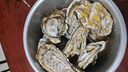 百味殿【活鮮】生蠔 乳山牡蠣 新鮮海蠣子生鮮貝類(lèi) 【肉質(zhì)飽滿(mǎn)】3XL 凈重4斤(11-13只) 曬單實(shí)拍圖
