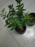 可食用金銀花樹(shù)苗濃香四季開(kāi)花卉盆栽陽(yáng)臺庭院爬藤植物老樁帶花苞 金銀花苗3年苗一顆黃色30-40cm 曬單實(shí)拍圖