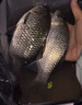 達億瓦（DAIWA）25新款深海船釣快抽鐵板竿海釣桿章紅金槍魚(yú)竿近海泛用竿十大品牌 1.63m 54B-4（1.63m獨節槍柄） 曬單實(shí)拍圖