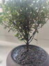小葉赤楠盆景老樁盆栽植物辦公室室內花卉桌面四季常青好養綠植 小葉赤楠+舍得盆+苔蘚+底座 曬單實(shí)拍圖