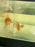 京小米森活日本黃粉炸鱗金魚(yú)錦鯉烏龜白點(diǎn)爛尾腸炎水霉血絲魚(yú)藥萬(wàn)用病專(zhuān)用治 1000g黃粉精純版(王) 曬單實(shí)拍圖