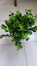 四季常青金魚花吊蘭盆栽室內(nèi)綠植花卉多肉植物發(fā)財(cái)樹好養(yǎng)易活客廳 金魚吊蘭【整盆20-30顆】原盆土 曬單實(shí)拍圖