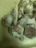 鶴來香山東金鄉(xiāng)大蒜頭紫皮新蒜蔬菜大祘農家多瓣新鮮紅皮蒜當季新大頭蒜 精品【干蒜中果】帶箱2斤 精品新大蒜 曬單實拍圖