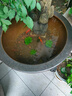 景德鎮陶瓷魚(yú)缸大號客廳養魚(yú)盆戶(hù)外鯉魚(yú)缸睡蓮荷花缸庭院老式水缸 藍滿(mǎn)釉 41x41x26cm 曬單實(shí)拍圖