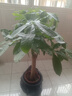 植男植女發(fā)財樹(shù)大型盆栽客廳室內真綠植辦公室開(kāi)業(yè)送禮獨桿招財樹(shù)源頭直發(fā) 曬單實(shí)拍圖