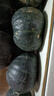 佳農(nóng) 山東貝貝南瓜凈重4.5斤4-8頭單果約300g+香甜爆粉源頭直發(fā) 曬單實拍圖