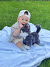 babycare電動(dòng)毛絨玩具德文貓咪公仔會(huì )說(shuō)話(huà)鴨子復讀鴨兒童周歲七夕禮物玩偶 【鎮店爆款】電動(dòng)貓咪-德文貓卷卷 電動(dòng)毛絨玩偶 曬單實(shí)拍圖