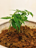 【辮子發(fā)財樹】年宵花?室內(nèi)客廳禪意招財樹盆景辦公室好養(yǎng)四季 辮子發(fā)財樹簡裝/不含盆 （送肥料） 曬單實拍圖