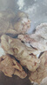 華都食品單凍琵琶腿 3斤/袋 冷凍 出口級 鹵煮鹵味醬鹵燉雞腿食材 曬單實(shí)拍圖