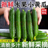 萄鮮客水果黃瓜 荷蘭黃瓜當季現摘生吃即食山東水果黃瓜 源頭直發(fā)小黃瓜 水果黃瓜總凈重 4.5斤 【單果100g起】 曬單實(shí)拍圖