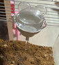 CARNO PET PRODUCTS卡諾nono倉鼠磁吸水壺金絲熊飲水器荷蘭豬花枝鼠豚鼠喂水器220ML 曬單實(shí)拍圖