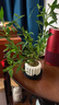 八芽小葉梔子花盆栽開花植物室內(nèi)桌面茶幾好養(yǎng)花卉綠植辦公室凈化空氣 小葉梔子花-陶瓷豎紋盆-紫砂托 帶盆栽好 曬單實拍圖