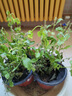 虹越（HONGYUE） 藍雪花盆栽花園陽(yáng)臺垂吊裝飾花卉多年生易養耐熱觀(guān)賞期長(cháng) 【2盆裝】藍雪花 160# 曬單實(shí)拍圖