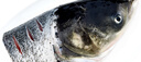 鮮喜愛(ài) 冷凍千島湖有機鰱魚(yú)頭1.5斤 白鰱魚(yú)頭  生鮮魚(yú)類(lèi) 海鮮水產(chǎn) 曬單實(shí)拍圖
