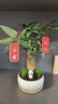 樹(shù)上花開(kāi)水培發(fā)財樹(shù)盆栽招財植物辦公室內客廳花卉桌面凈化綠植空氣好養 常規發(fā)財樹(shù)簡(jiǎn)易盆 曬單實(shí)拍圖