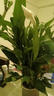 白掌一帆風(fēng)順盆栽植物室內(nèi)花卉綠植水養(yǎng)四季開花新手好養(yǎng)活 白掌1盆帶繁星盆 曬單實拍圖