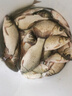 龍王恨魚餌藍鯽X5腥香綜合通殺釣魚餌料湖庫黑坑野釣鯽鯉草青鳊魚食魚餌 曬單實拍圖