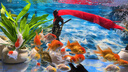 精品小金魚(yú)活魚(yú)冷水魚(yú)小金魚(yú)活魚(yú)淡水錦鯉觀(guān)賞魚(yú)好養耐活魚(yú)不加溫 4-6cm隨機金魚(yú)6條 包損5備損1 曬單實(shí)拍圖