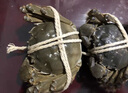 【活蟹】蟹叁鉗莊大閘蟹去繩足重1.8-2.1兩 10只鮮活六月黃鮮活螃蟹水產(chǎn)禮盒源頭直發(fā) 曬單實(shí)拍圖