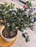 洛與霞茶梅球花樹(shù)苗別墅庭院大型耐寒盆栽四季常青綠化風(fēng)景植物山茶梅花 茶梅4年苗當年開(kāi)花【高40cm】 曬單實(shí)拍圖