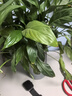 雙盟白掌綠植盆栽水培植物辦公室耐陰綠植桌面凈化空氣繁星盆源頭直發(fā) 曬單實拍圖