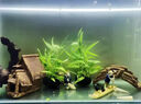森悠（SARYOR）水草魚(yú)缸專(zhuān)用南美青竹造景水培植物和魚(yú)共養凈化水質(zhì)制氧陰性綠植 南美青竹坨草1個(gè)【自帶營(yíng)養坨 入缸成景】 曬單實(shí)拍圖