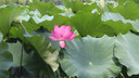 佳能（Canon）r100 入門(mén)級(jí)微單相機(jī)  Vlog拍攝 4K高清視頻 自拍照相 半畫(huà)幅無(wú)反 學(xué)生旅行家用 基礎(chǔ)拍攝套裝 曬單實(shí)拍圖