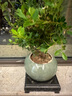 開時(shí)果 小葉赤楠盆景擺件 辦公室桌面綠植花卉好養(yǎng)盆栽植物源頭直發(fā)包郵 【熱銷款】哥窯浸墨盆+苔蘚+底座 曬單實(shí)拍圖