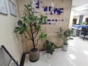 嘆為觀(guān)止大型植物發(fā)財樹(shù)各種大顆盆栽開(kāi)業(yè)喬遷客廳辦公室內好養大型花卉 孟加拉榕【1.6-1.8米】 含盆 曬單實(shí)拍圖