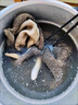 生羊肚山羊毛肚散養(yǎng)新鮮羊雜羊下整套火鍋食材現宰現發(fā) 生羊毛肚3斤 曬單實拍圖