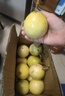 廣西欽蜜9號黃金百香果萬澄當季新鮮大果黃皮果奶茶店水果 【1斤 約11-17個】單果30-45g 曬單實拍圖