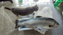 海澤鮮 挪威三文魚(yú)刺身新西蘭帝王鮭整條冰鮮法羅皇冠三文魚(yú)即食生魚(yú)片 10斤 -11斤【整條法羅皇冠】 曬單實(shí)拍圖