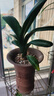 大盆君子蘭盆栽名貴國寶級花卉苗綠植物圓頭和尚室內客廳四季好養 【掌柜推薦】8-11片葉子+帶土 送肥料 曬單實(shí)拍圖