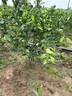 傾潤新品種青皮蜜桔苗 日南一號桔苗早熟青柑橘苗 嫁接無(wú)核蜜桔子樹(shù)苗 8年苗當年結果豐產(chǎn) 111cm(含)-140cm(含) 曬單實(shí)拍圖