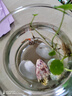蜂花（BEE&FLOWER）洗發(fā)水無(wú)硅油控油舒緩止癢蓬松高顱頂洗發(fā)露600ml【臨期清倉】 曬單實(shí)拍圖