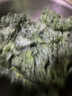 羽衣甘藍(lán)新鮮生鮮蔬菜嫩葉甘蘭芥藍(lán)西餐沙拉榨汁減肥減脂 羽衣甘藍(lán)減脂嘗鮮裝1斤 曬單實(shí)拍圖