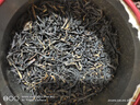 伯樂飲新茶散裝金駿眉紅茶500g濃香型正宗金俊眉暖胃手工紅茶茶葉袋裝 曬單實(shí)拍圖