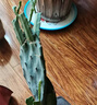 御春閣令箭荷花 盆栽花卉室內綠植 仙人掌多肉植物 葉片扦插苗 嫁接1層 曬單實(shí)拍圖
