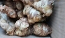農多鮮 云南小黃姜 新鮮蔬菜現挖現發(fā)調味料火鍋食材 產(chǎn)地直供 小黃姜帶箱3斤 云南小黃姜 曬單實(shí)拍圖
